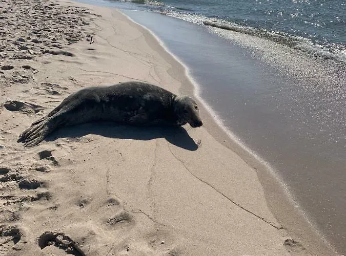 Wave In شقة هيل